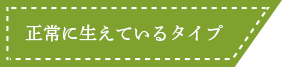 正常に生えているタイプ